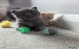 Maine Coon cats for sale: Maine Coon Kittens - Image 1