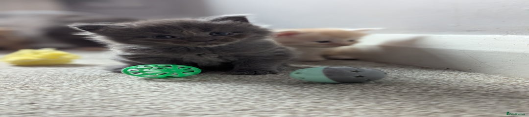 Milo
