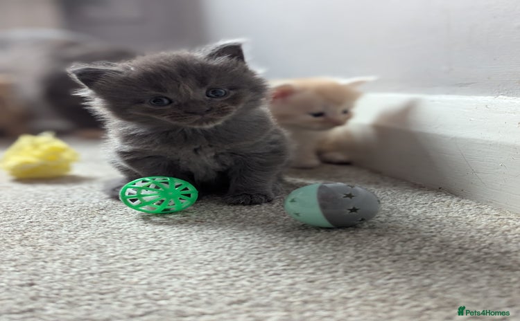 Maine Coon cats - Advert 3