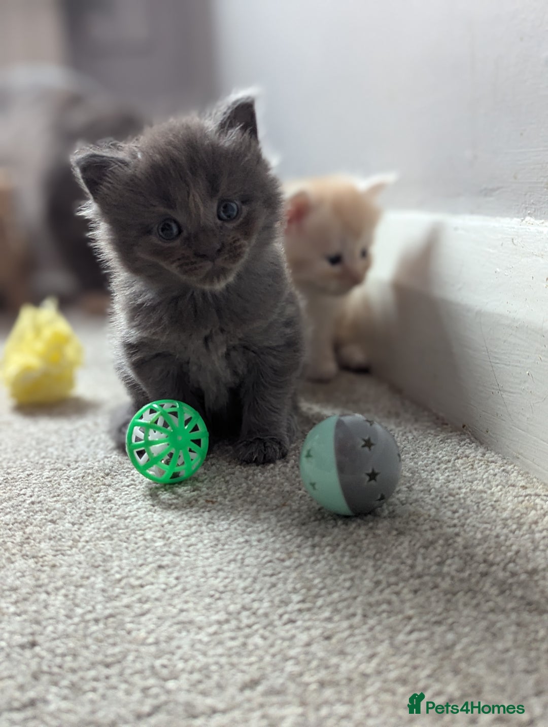 Maine Coon cats for sale: Maine Coon Kittens - Image 1