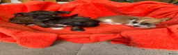 Jack Russell dogs for sale: Jack russle puppies  in Aylesford - Advert 2