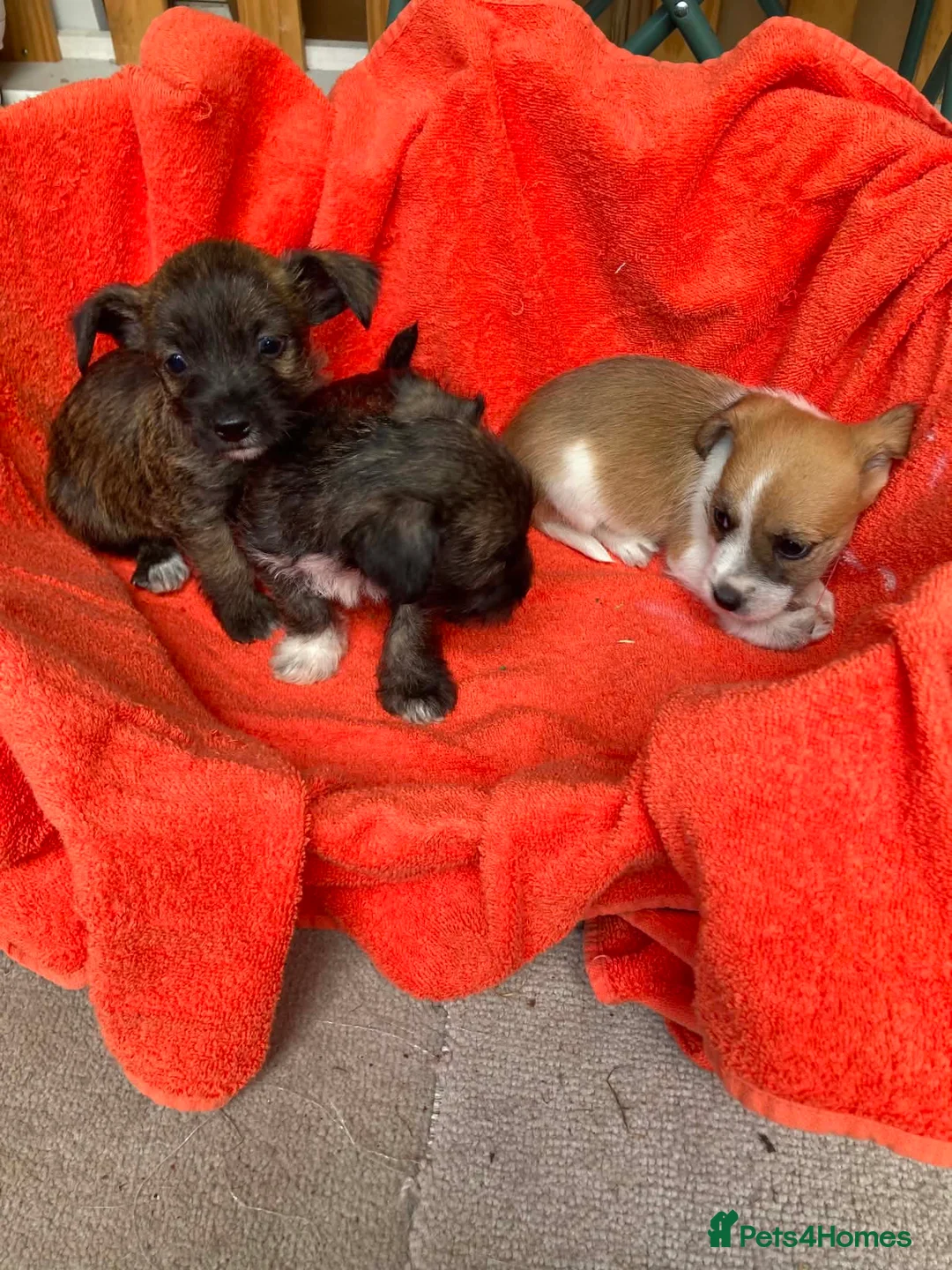 Jack Russell dogs for sale: Jack russle puppies  in Aylesford - Advert 2