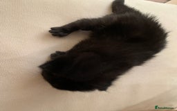 Mixed Breed cats for sale: 3 beautiful kittens for sale - Image 6