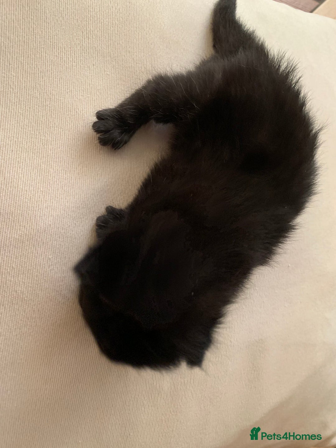 Mixed Breed cats for sale: 3 beautiful kittens for sale - Image 6