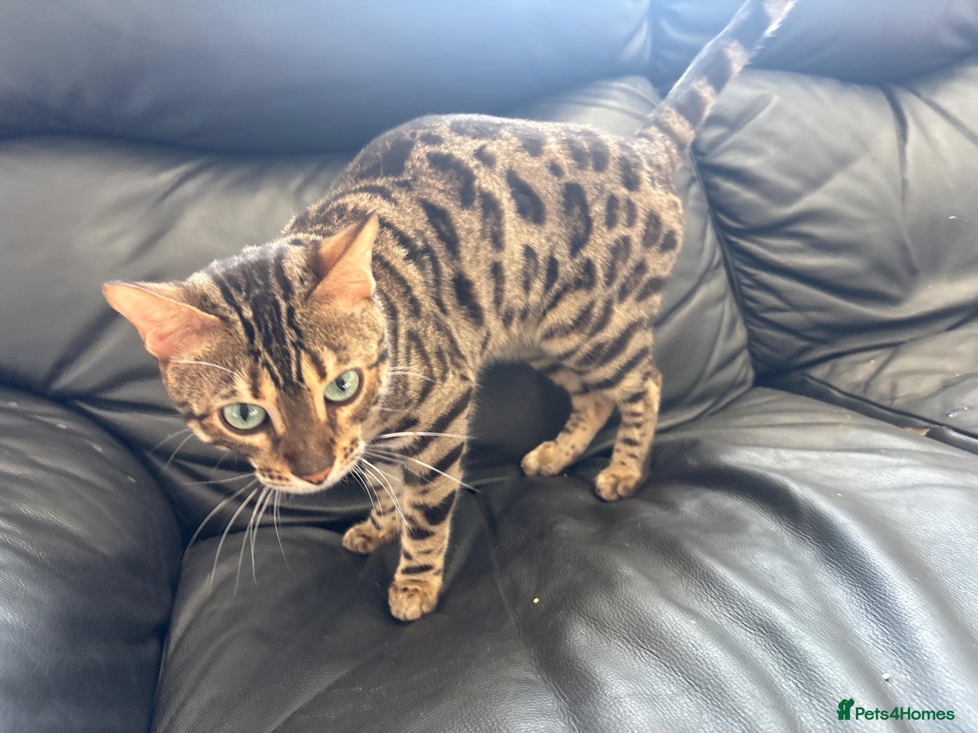 Bengal cats Looking for stud  - Advert 1