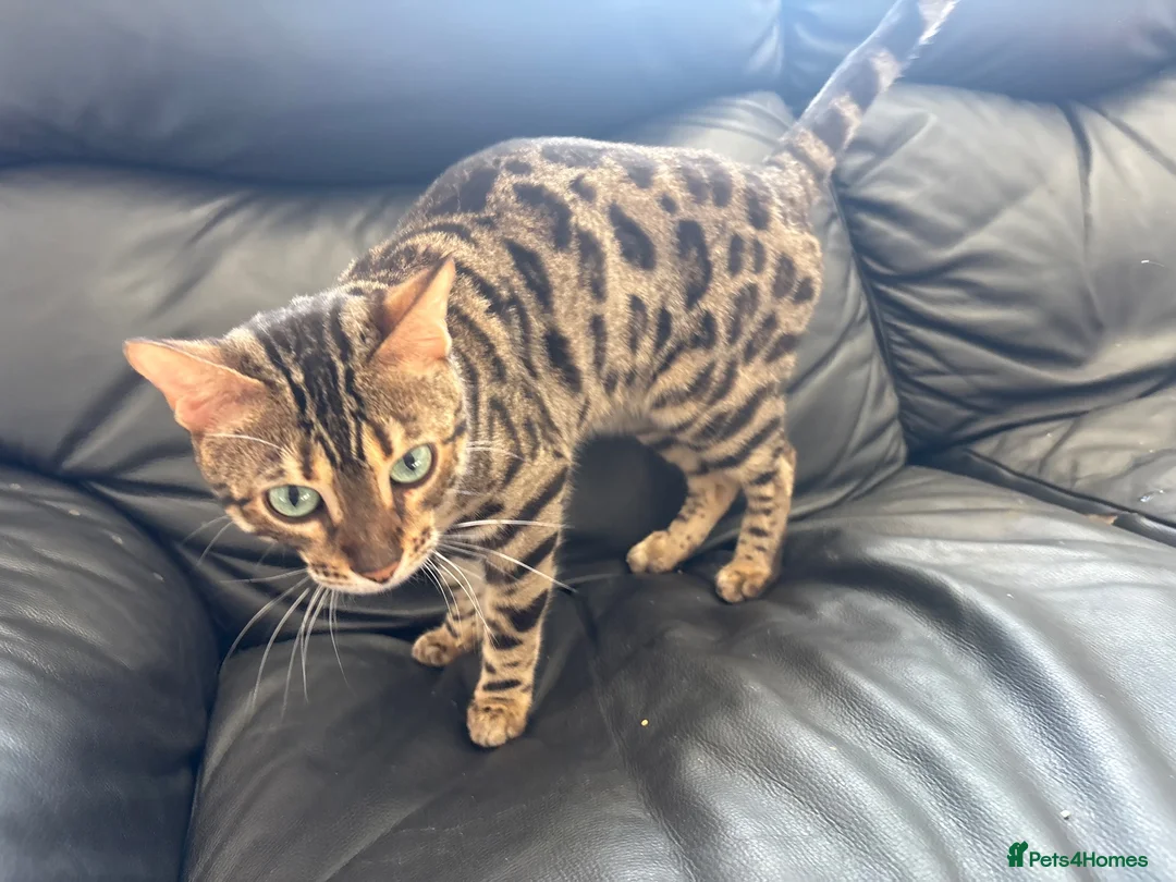 Bengal cats for stud: Looking for stud  - Advert 1