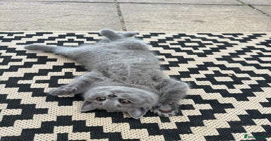 British Shorthair cats - Advert 6