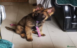 German Shepherd dogs for sale: TOP WORKING BLOODLINES LITTER  in Scunthorpe - Image 24