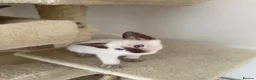 Siamese cats for sale: 5 Siamese kittens  - Advert 5