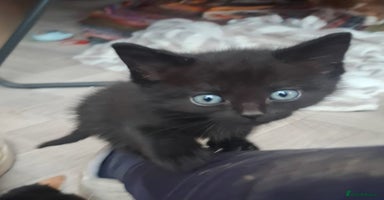 Mixed Breed cats - Advert 8