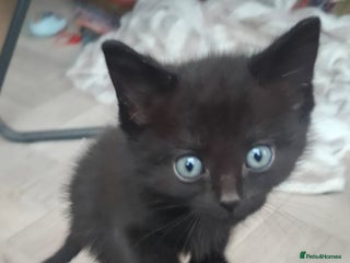 Mixed Breed cats - Advert 13