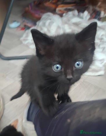 Mixed Breed cats - Advert 4