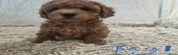 Cockapoo dogs for sale: Toy/mini Cockapoo f1b puppies  in Omagh - Advert 3