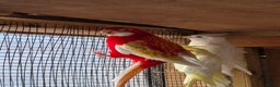 Mixed Breed birds for sale: Rubino rosella - Advert 3