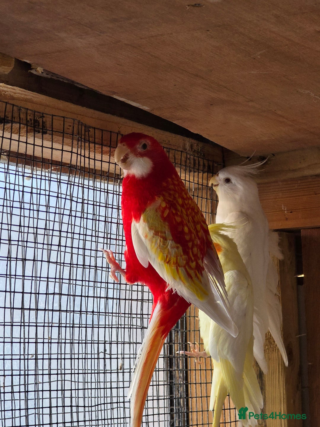 Mixed Breed birds for sale: Ruinous rosella - Advert 3