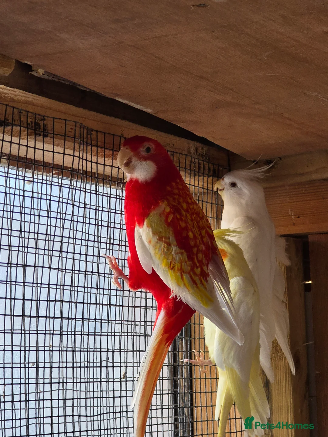 Mixed Breed birds for sale: Rubino rosella - Advert 3
