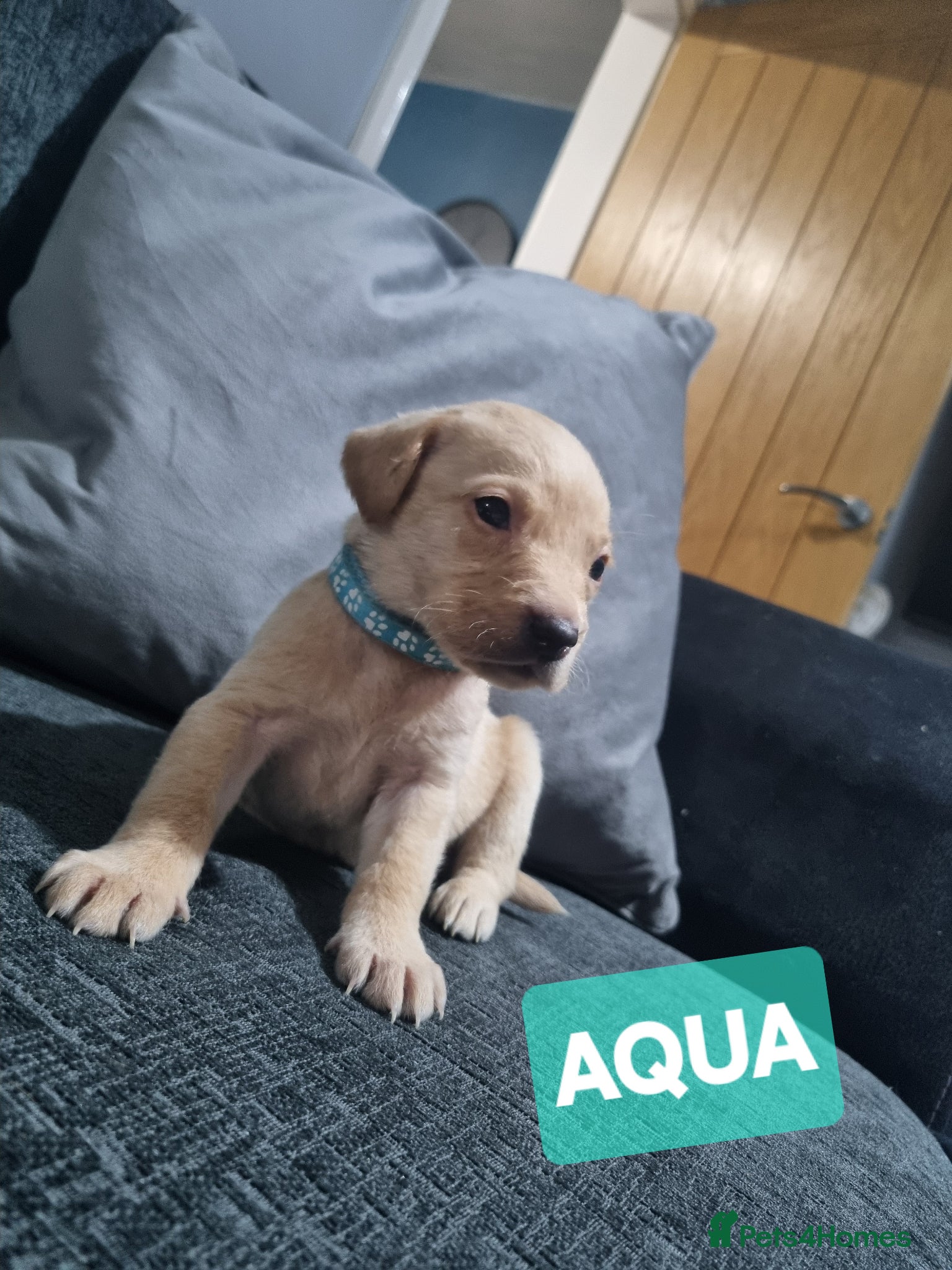 Labrador Retriever dogs ⭐️* x6 STUNNING MALE LABRADOR PUPS! *⭐️ RTG 18/04 - Advert 2