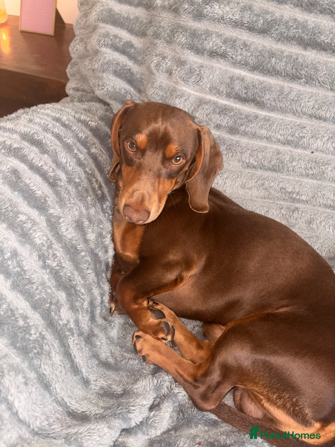 Miniature Dachshund dogs for sale: Male miniature dashaund  - Advert 2