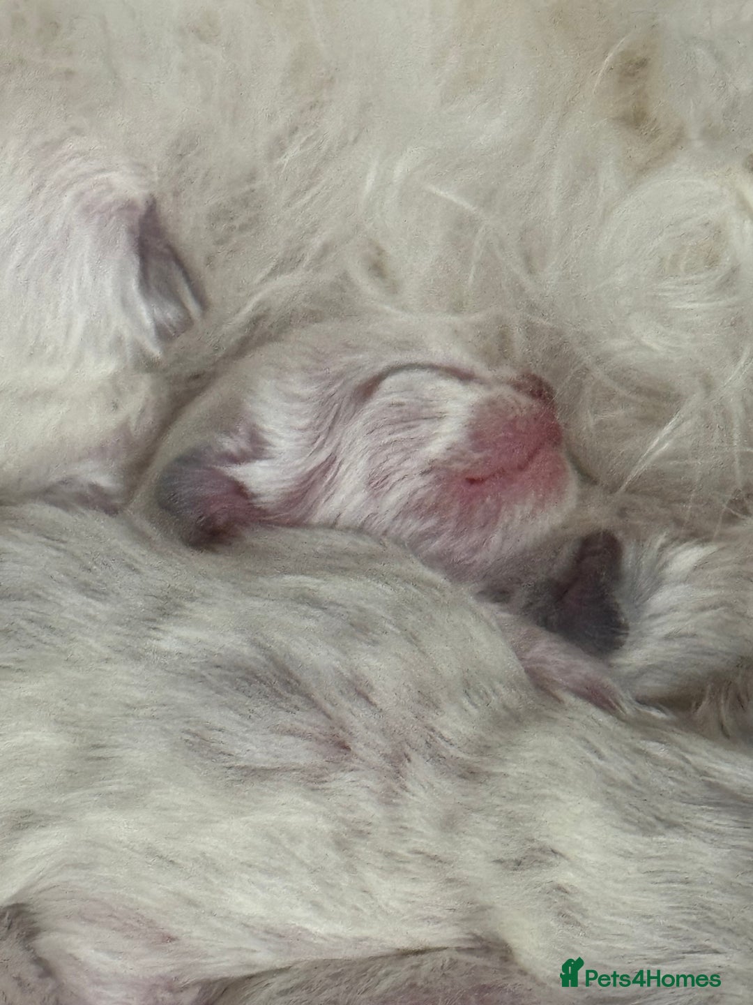 Ragdoll cats for sale: bi color ragdoll kittens - read ad - Advert 2