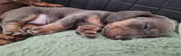 Miniature Dachshund dogs for sale: Beautiful Dachshunds - Advert 9