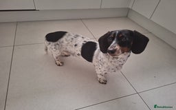 Miniature Dachshund dogs for sale: Miniature Dachsund  - Advert 16