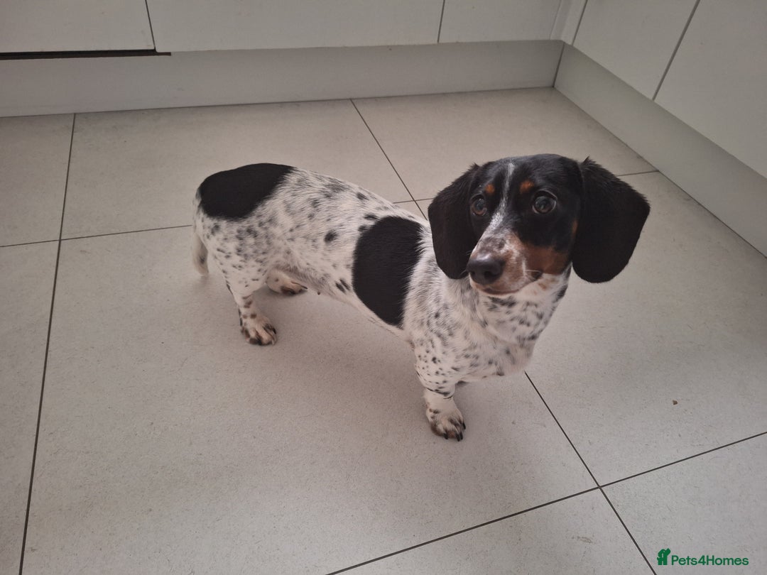 Miniature Dachshund dogs for sale: Miniature Dachsund  - Advert 16