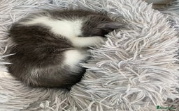 Ragdoll cats for sale: Ragdoll X Kittens for Loving Forever Homes - Image 6