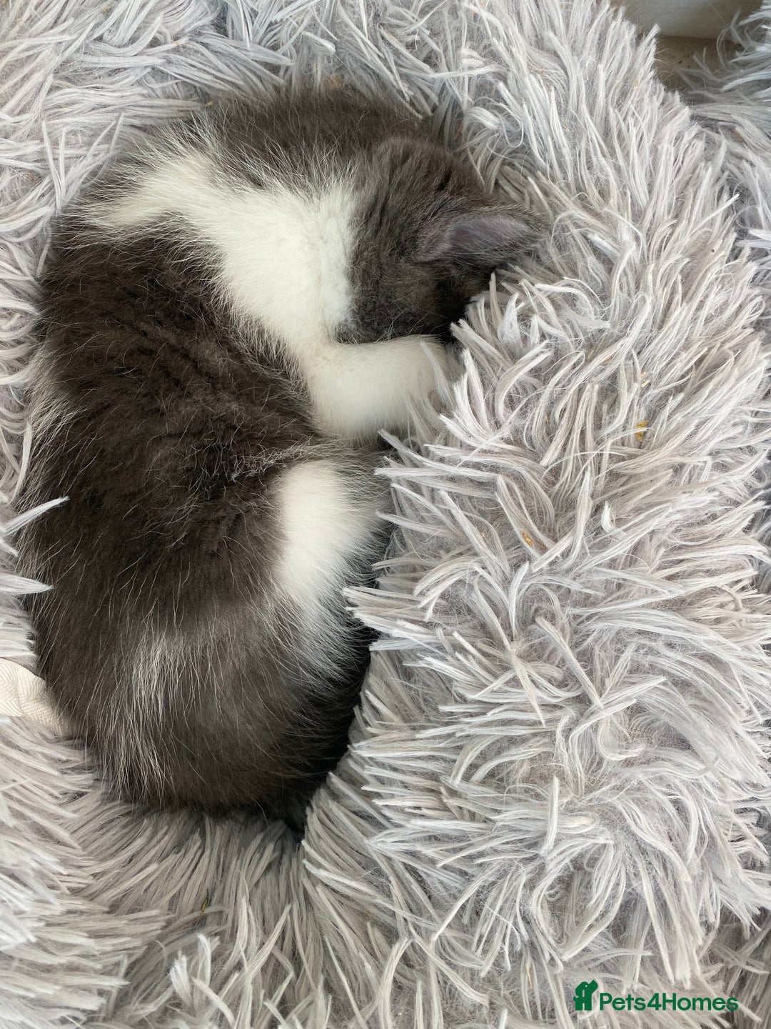 Ragdoll cats for sale: Ragdoll X Kittens for Loving Forever Homes - Image 6