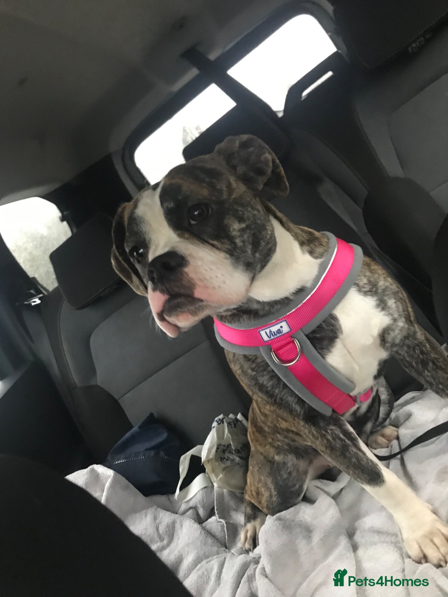 Dorset Olde Tyme Bulldogge dogs Dorset olde tyme bulldog  - Advert 7