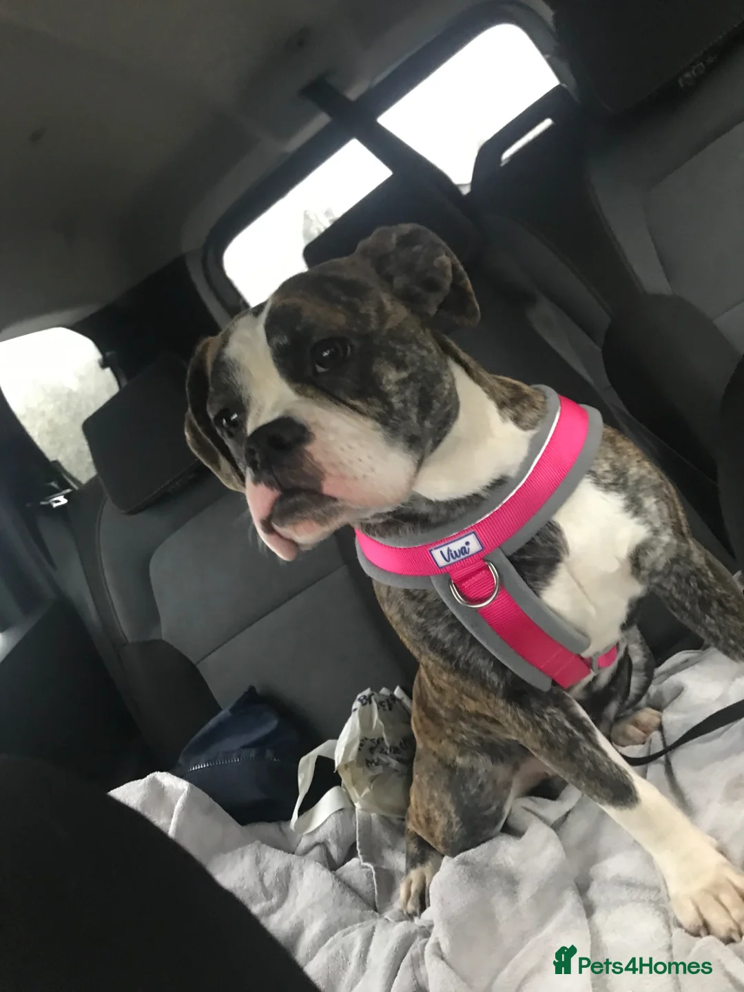 Dorset Olde Tyme Bulldogge dogs for sale: Dorset olde tyme bulldog  in Grimsby - Advert 1