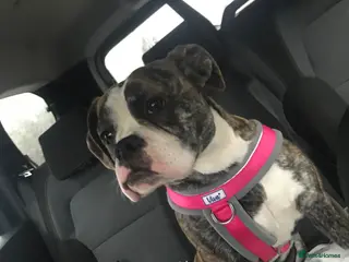 Dorset Olde Tyme Bulldogge dogs Dorset olde tyme bulldog - Advert 7