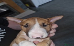 English Bull Terrier dogs for sale: English bull terrier !!! Last boy !!! - Image 33