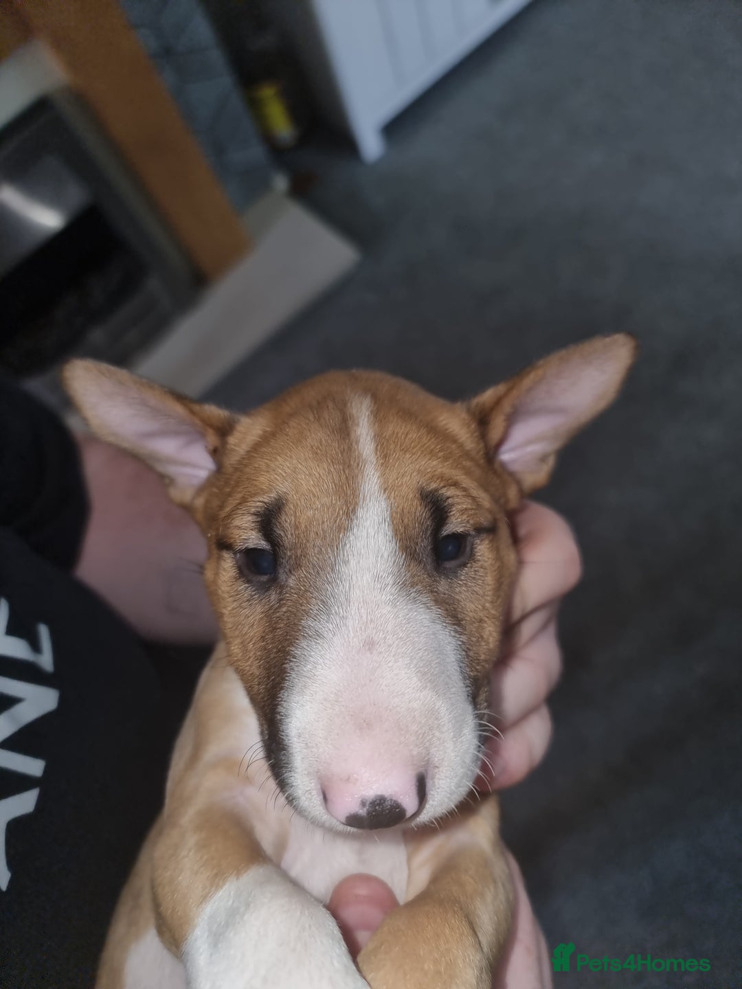 English Bull Terrier dogs for sale: English bull terrier !!! Last boy !!! - Image 33