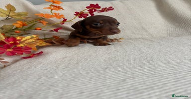 Miniature Dachshund dogs - Advert 9