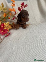 Miniature Dachshund dogs - Advert 9
