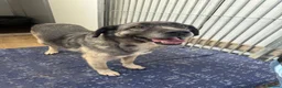 Mixed Breed dogs for adoption: Tully is waiting for a family  - Advert 4