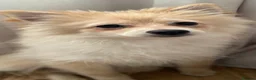 Pomeranian dogs for sale: 🐾(REDUCED) Home-Raised Pomeranian Puppies   - Advert 4