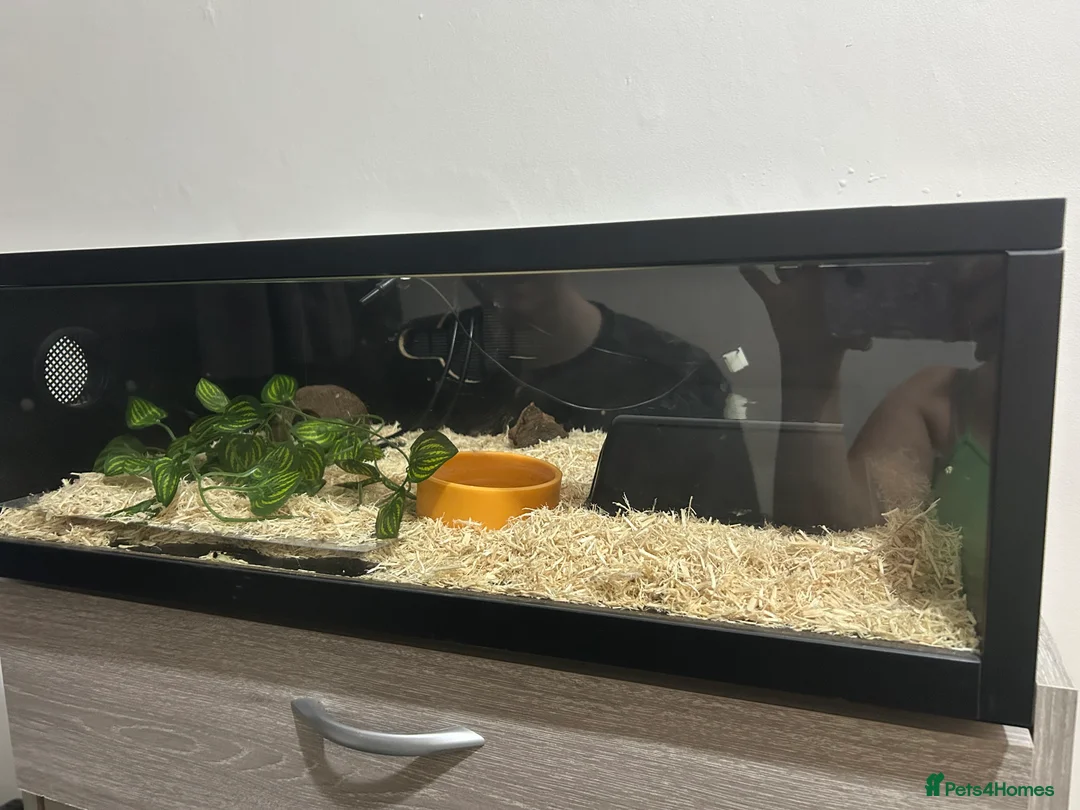 Corn Snake reptiles for sale: Albino corn snake - Advert 2