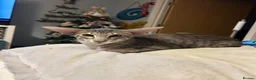 Oriental cats for sale: Oriental boy 11 months old - Advert 1