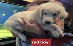 Golden Retriever dogs for sale: * 1 boy left *Golden Retriever Puppies KC Reg .  - Image 5