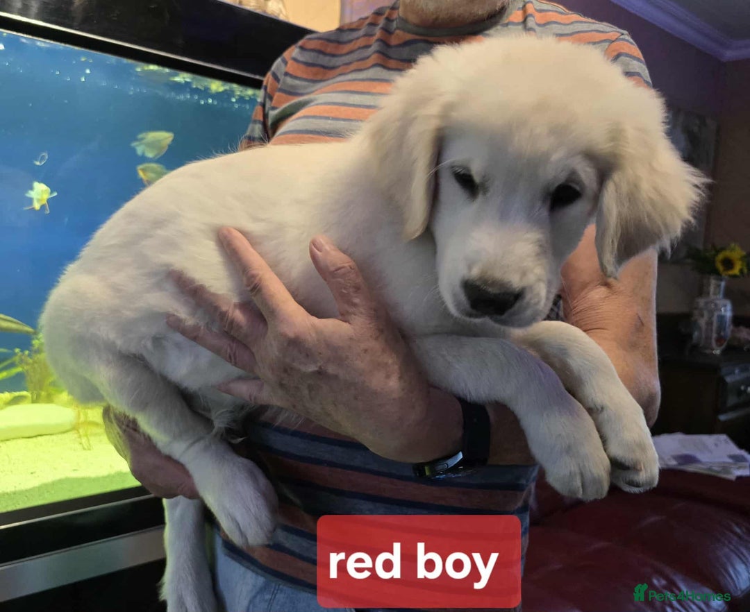 Golden Retriever dogs for sale: * 1 boy left *Golden Retriever Puppies KC Reg .  - Image 5