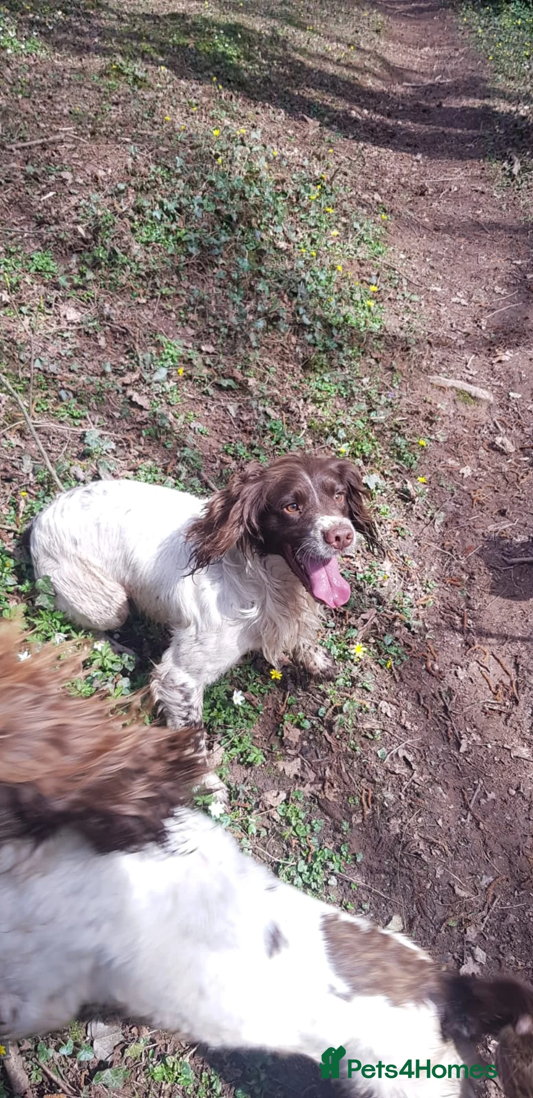 English Springer Spaniel dogs for stud: OFTAW & FTW SPRINGER SPANIEL DNA CLEAR in Newport - Advert 4
