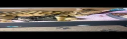 Bengal cats for sale: BENGAL in Norwich - Advert 1