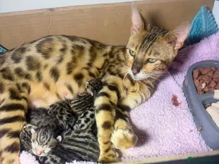 Bengal cats BENGAL - Advert 4
