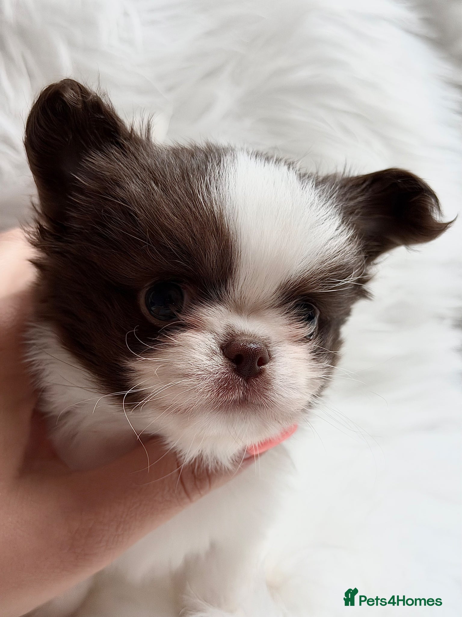 Chihuahua dogs KC registered long coat chihuahua puppies  - Advert 2