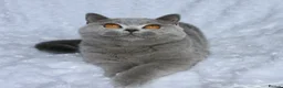 British Shorthair cats for sale: GCCF Active blue girl. Champ parents  - Advert 3