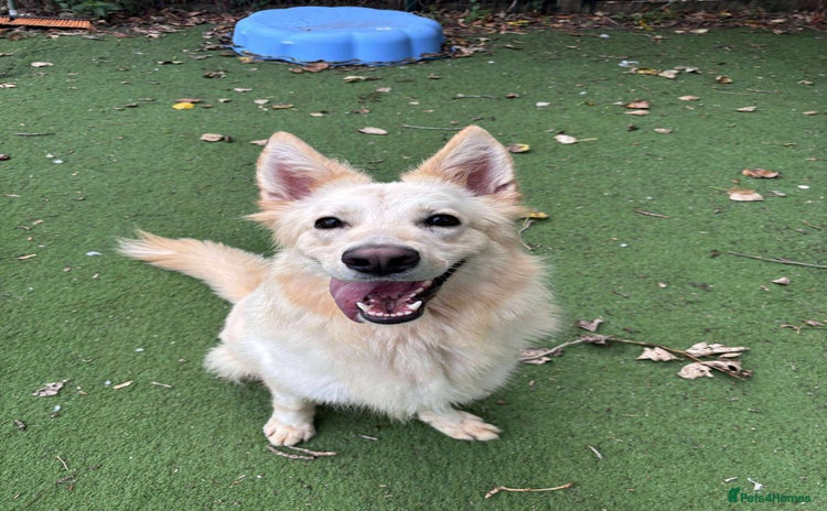 Mixed Breed dogs - Advert 1