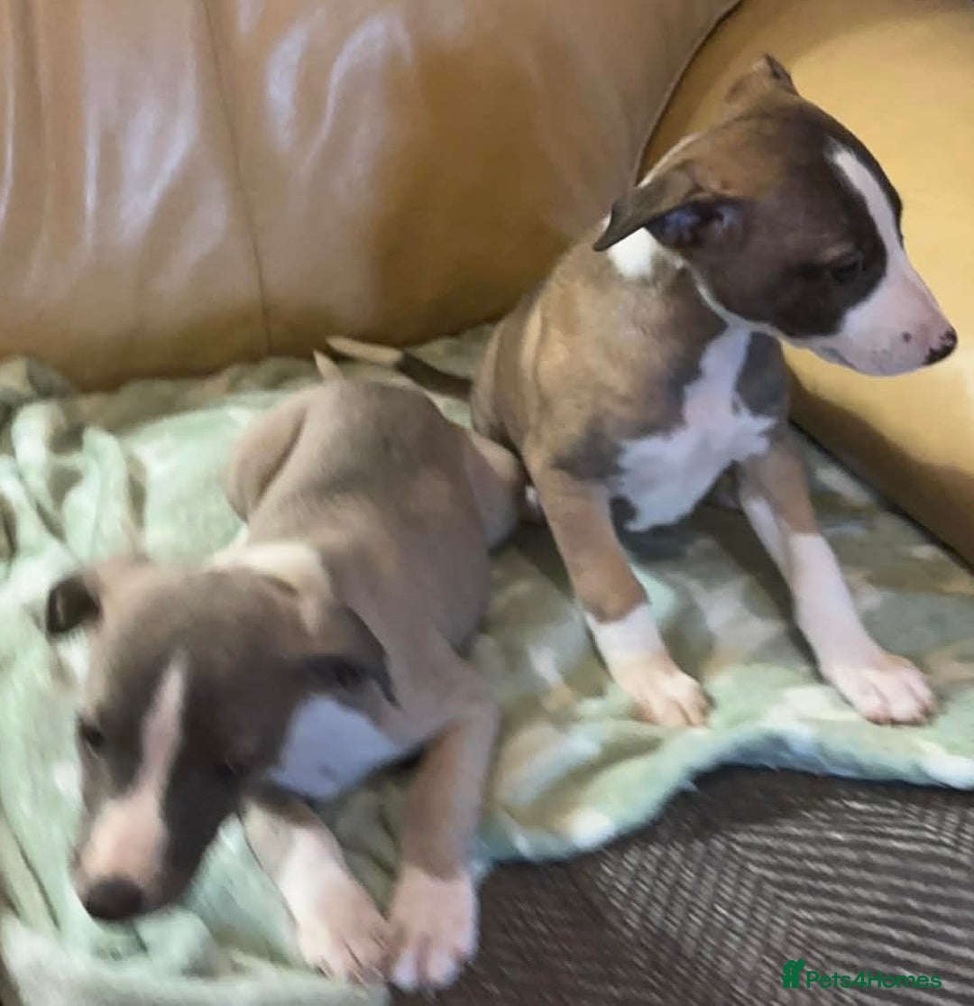 Whippet dogs for sale: Whippet pups - Advert 5