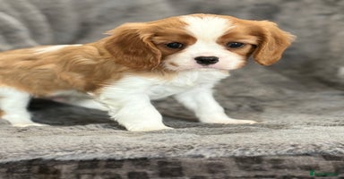 Cavalier King Charles Spaniel dogs - Advert 10