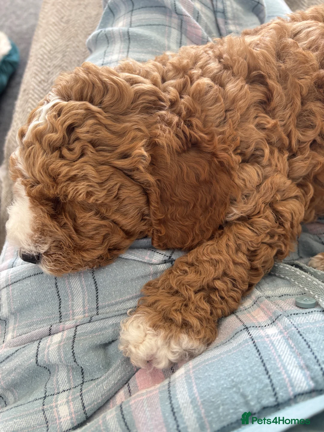 Cockapoo dogs for sale: Cockapoo f1b  - Advert 2